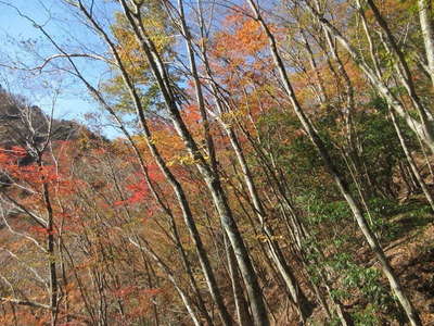 中間尾根の紅葉