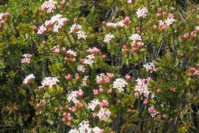 野の花 