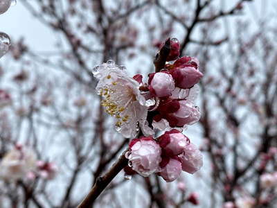 雨滴る梅花 