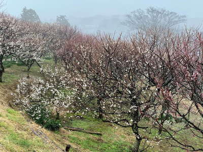 田浦梅林 