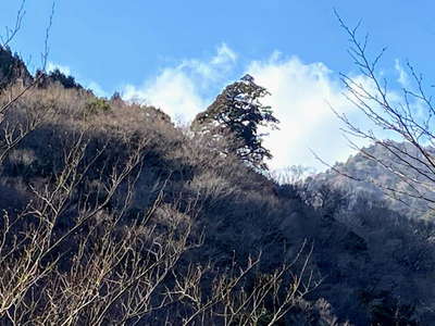 弁天杉遠景 