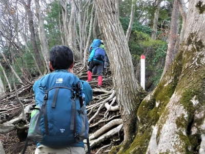 木の根の張った尾根筋 