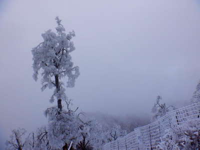 氷の枝