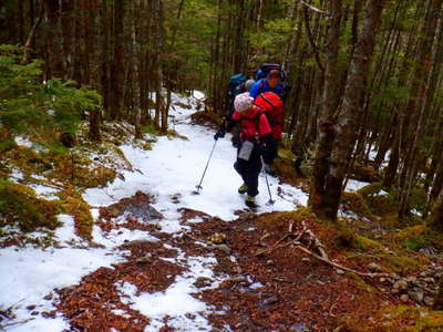 樹林帯の凍結した登山道 