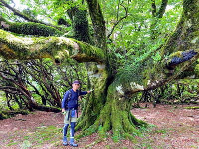 幹周6m超えの大ブナ 