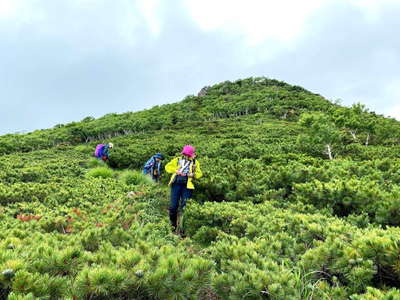 山頂のダケカンバ林の下に展開するハイマツ帯