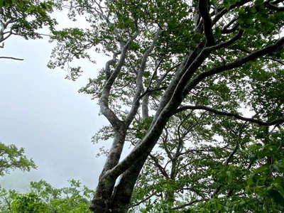 立派なブナがの樹林帯 