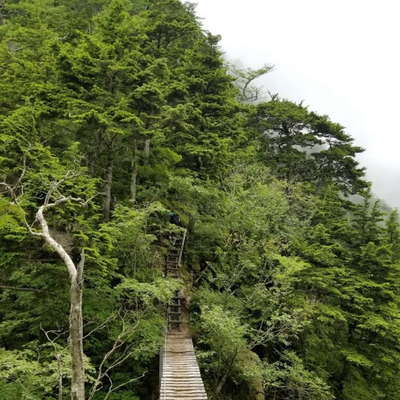 吊橋と梯子 