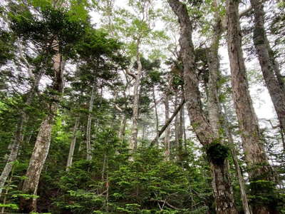 ダケカンバの巨木も混じる　2300m付近 