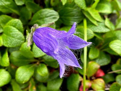 チシマギキョウの花（葉はイワウメ？） 