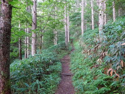 林道終点過ぎの登山道 