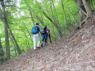 尾根筋の東側の小径