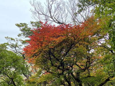 シロヤシオの紅葉 