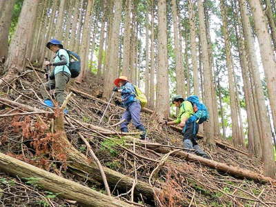 杉林の急登