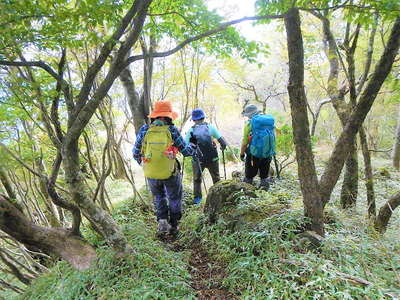 落葉樹林の笹尾根