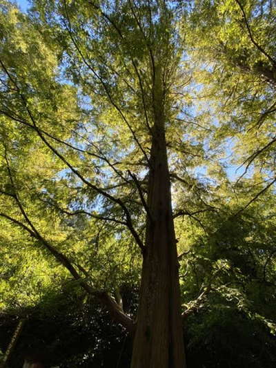 メタセコイアの巨木 