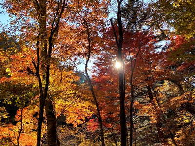 紅葉と木漏れ日