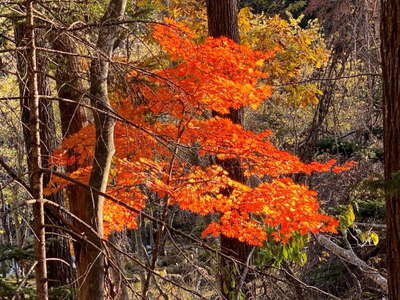 ハウチワカエデの紅葉 