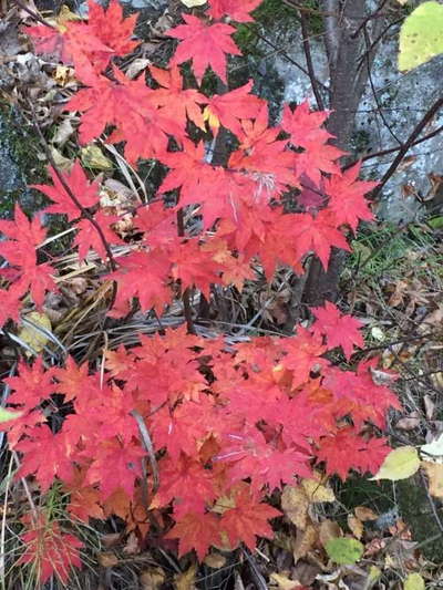 紅葉したオオモミジ 