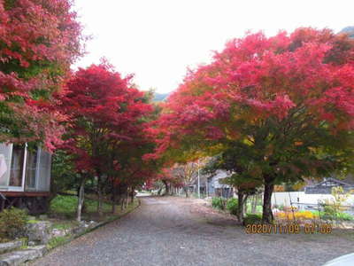 ロッジの紅葉