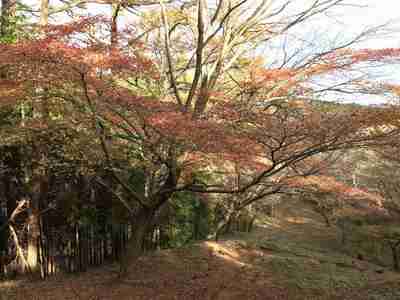 鷹巣山中腹の紅葉 