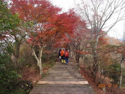 葛城山のモミジ 