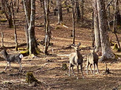 笠取小屋の鹿