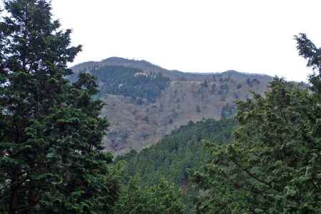 木立の先に大山の山頂 