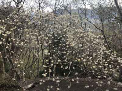 ミツマタの花 