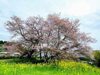 国の特別天然記念物（国宝級）「狩宿の下馬桜」