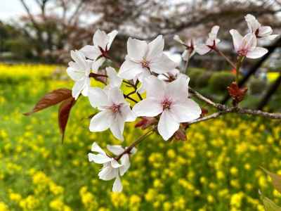 ヤマザクラなので葉と花が一緒に出るが今が満開