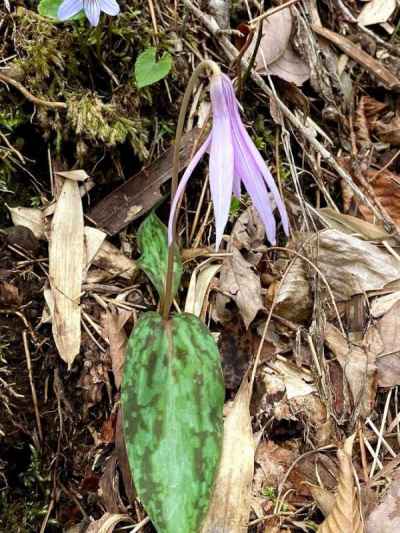 早朝なので麓のカタクリの花はまだ開かない 