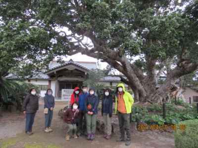 蓮着寺のヤマモモ