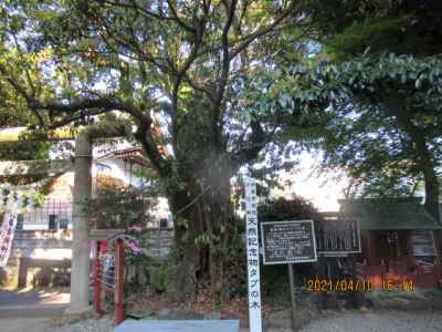 音無神社タブの木