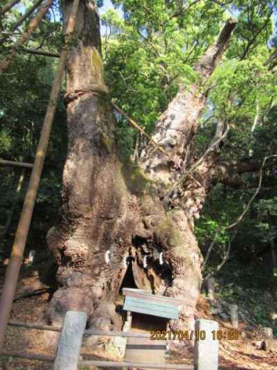 国指定天然記念物葛見神社の大クス