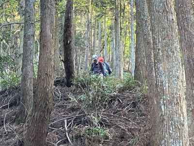 踏み跡無しの植林帯の下り