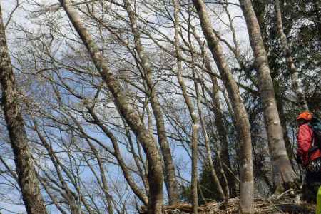 下山は山桜を楽しみながら