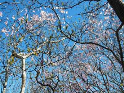 頭上の花は？