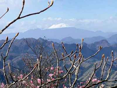 アカヤシオの樹間に浅間山