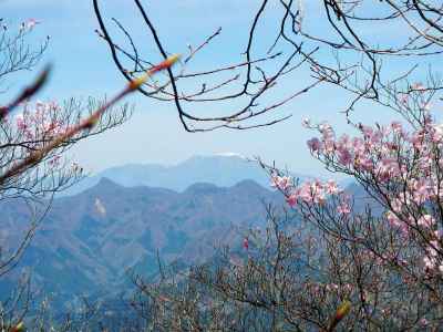 樹間の浅間山