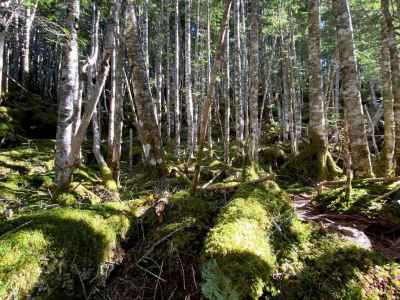 苔むすシラビソの樹林帯