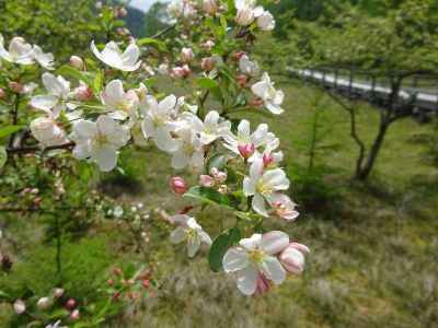 ズミの花に似たエゾノコリンゴ 