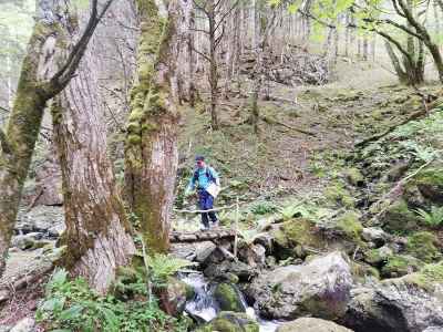 苔と清流、自然林が調和している 