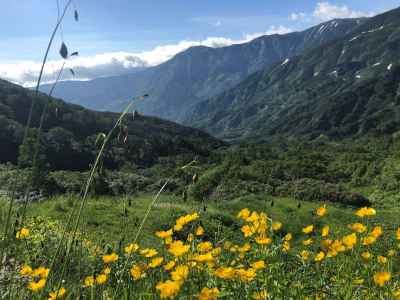 キンポウゲのお花畑 