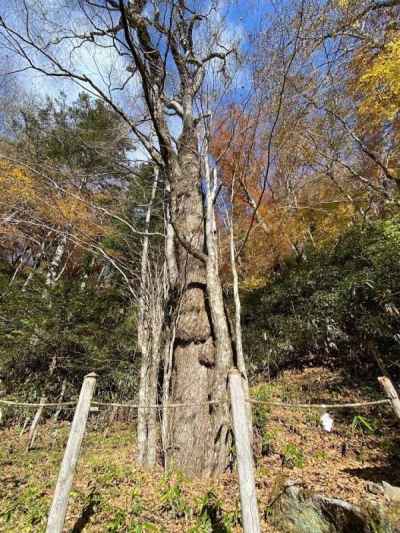 御神木のカツラ 