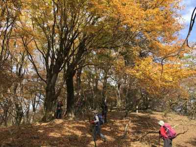 見頃の紅葉 