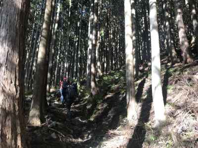 樹林帯を登る 