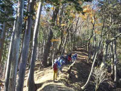 ヨモギ尾根　金比羅尾根と違った植生・風景の登山道