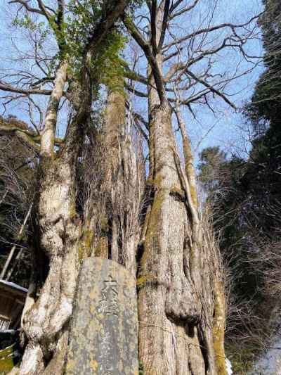 大桂に登山の無事を感謝