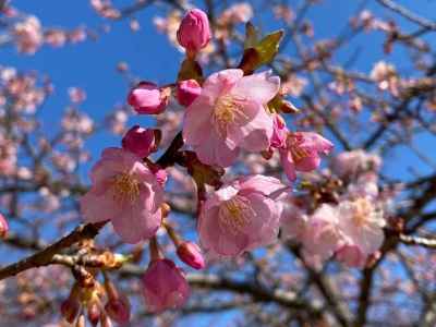 咲き始めの河津桜